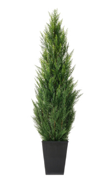 Туя уличная Элегант в кашпо