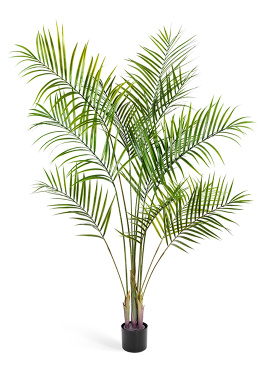 Пальма Арека Новая