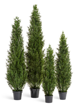 Туя уличная Смарагд Элегант