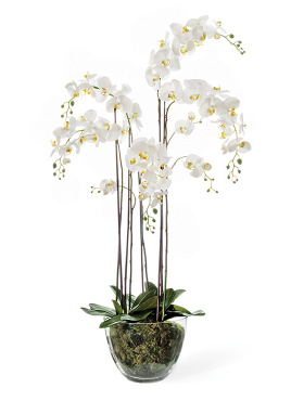 Орхидея Фаленопсис белая с мхом, корнями, землёй