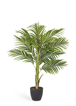 Пальма Арека Бетель