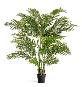 Пальма Арека Хризалидокарпус