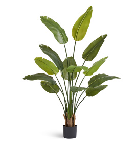 Стрелиция New Style (Sensitive Botanic)