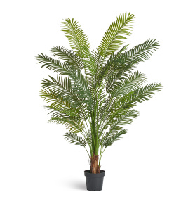 Пальма Арека Хризалидокарпус New