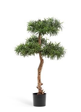 Подокарпус Элит