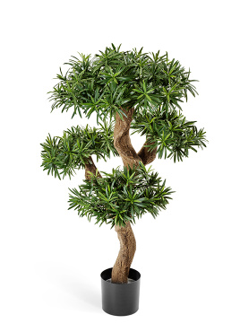 Подокарпус горный Элит 110 см