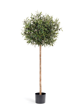 Олива Шар на штамбе с плодами