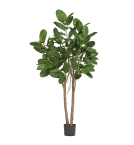 Фикус Одри Бенгальский 