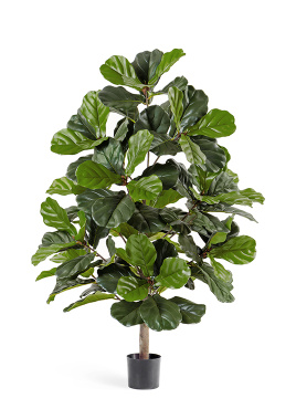 Фикус Лирата 130 см