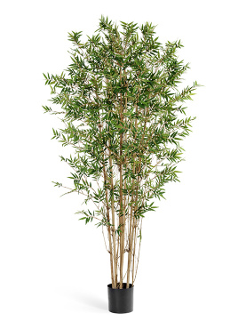 Бамбук Японский ориенталь