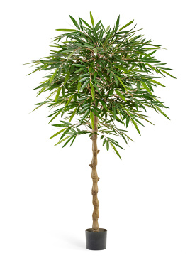 Бамбук Новый зонтичный