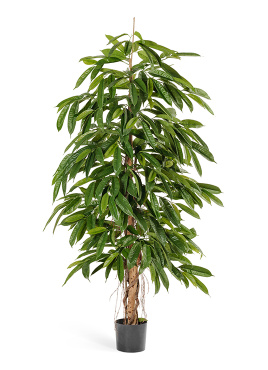 Лонгифолия широколистная