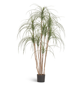 Нолина Нитида