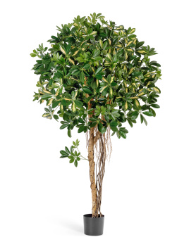 Шеффлера зонтичная пёстрая