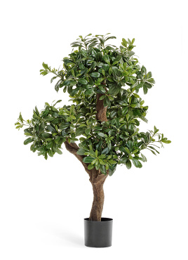 Питтоспорум горный