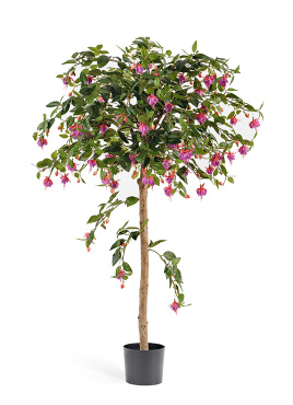 Фуксия зонтичная 140 см