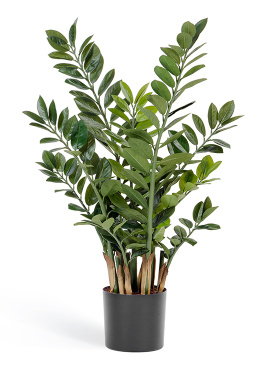 Замиокулькас кустовой