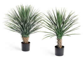 Юкка Рострата куст