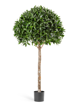 Лавр шар Максима в-170 см, д-90