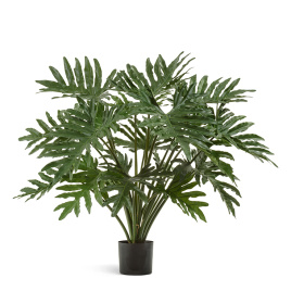 Филодендрон Селло Мидл куст