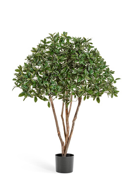 Эонимус (Бересклет) Японский зонтичный