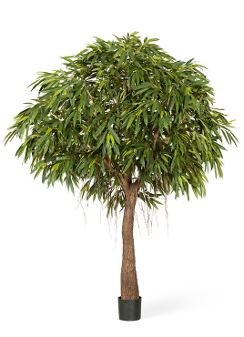 Лонгифолия Роял Кабана на толстом стволе