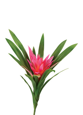 Гусмания Элегант тёмно-розовая