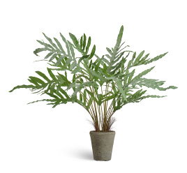 Папоротник Рэббит Фут в керамическом кашпо