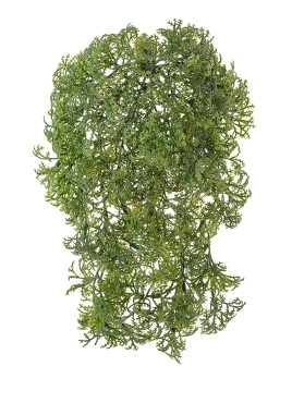 Ватер-грасс (Рясковый мох) куст зелёный