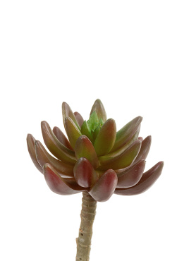 Суккулент Синокрассула бордово-зелёная