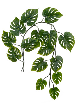 Монстера Giant лиана