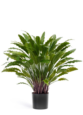 Калатея в горшке