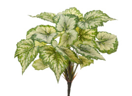 Бегония куст крупнолистная светло-зелёная большая