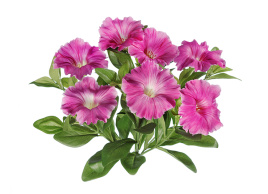 Петуния куст ярко-сиреневый