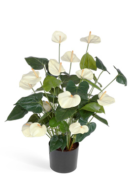 Антуриум Де Люкс большой куст кремовый в кашпо