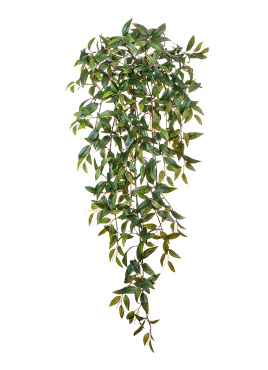 Традесканция зелёная ампельная