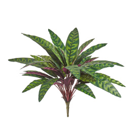 Калатея узколистная Лансифолия куст