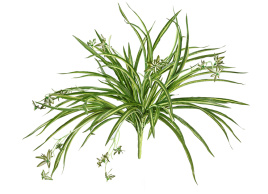 Хлорофитум бело-зелёный куст с ростками