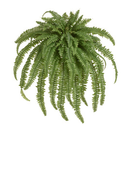 Папоротник Бостон Новый свисающий Мидл
