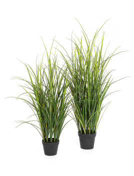 Тростник куст