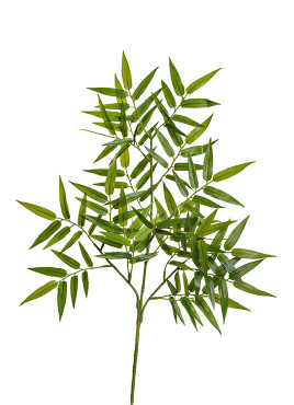 Ветка Бамбука ориенталь