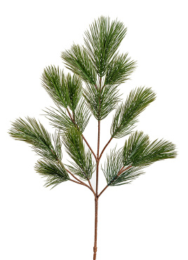 Ветка Сосны пушистая