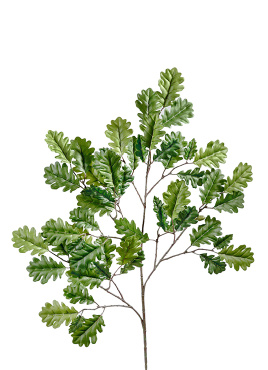 Ветка дуба с желудями