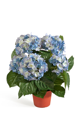 Гортензия куст тёмно-голубой в горшке