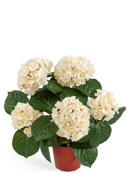 Гортензия куст крем-ваниль в горшке