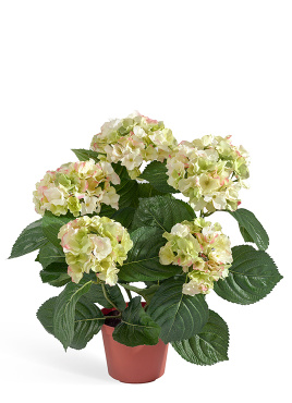 Гортензия куст кремово-зелёный в горшке