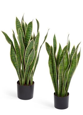 Сансевиерия куст жёлто-зелёный