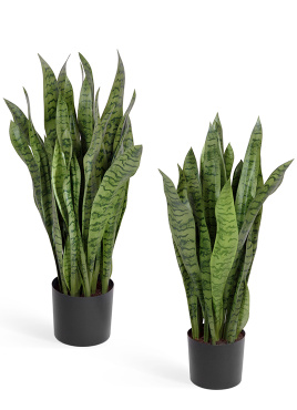 Сансевиерия куст зелёный