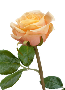 Роза Флорибунда Мидл крем-персик д-8 см