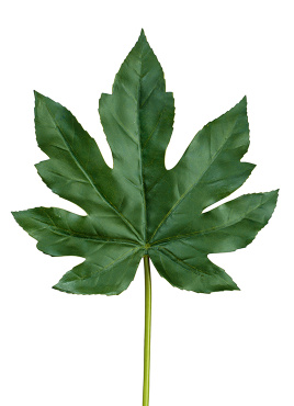 Лист Аралии тёмно-зелёный